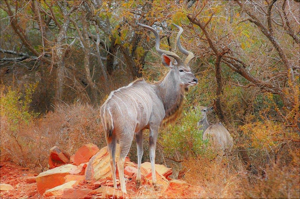Mabalingwe Uzuri Lodge Бела-Бела Екстер'єр фото
